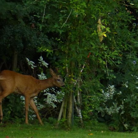 Apartament Land Des Friedens In Nettersheim / Eifel Zewnętrze zdjęcie